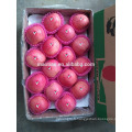 Rosy Blush fuji apple grandes tailles-vente chaude